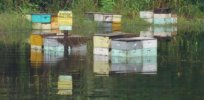 flooded hives