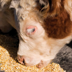 AnimalFeed CORNFEED iStock Medium pw v