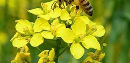 Bee on canola