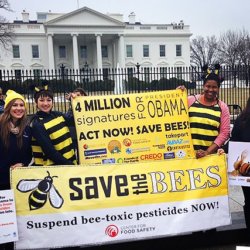 BeesObamaMAIN