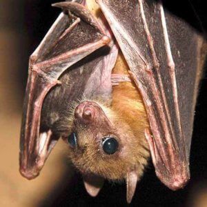 Egyptian Fruit bats