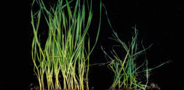 HessianFly wheat comparison KansasState web