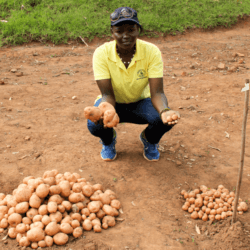 Late bligh resistant potato x e