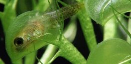 aldrovanda caught tadpole e