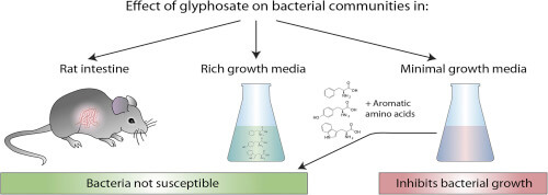 bacteria glyphosate