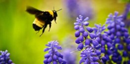 bee and purple flowers