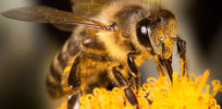 bee crisis