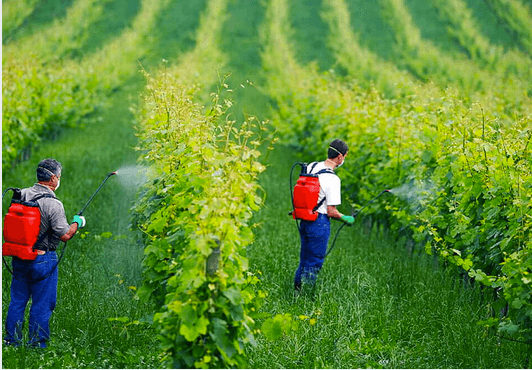 6 Simple Techniques For Organic Farming