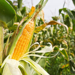 corn cob
