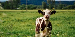 cow farm meadow agriculture animal cattle nature farming jpgd