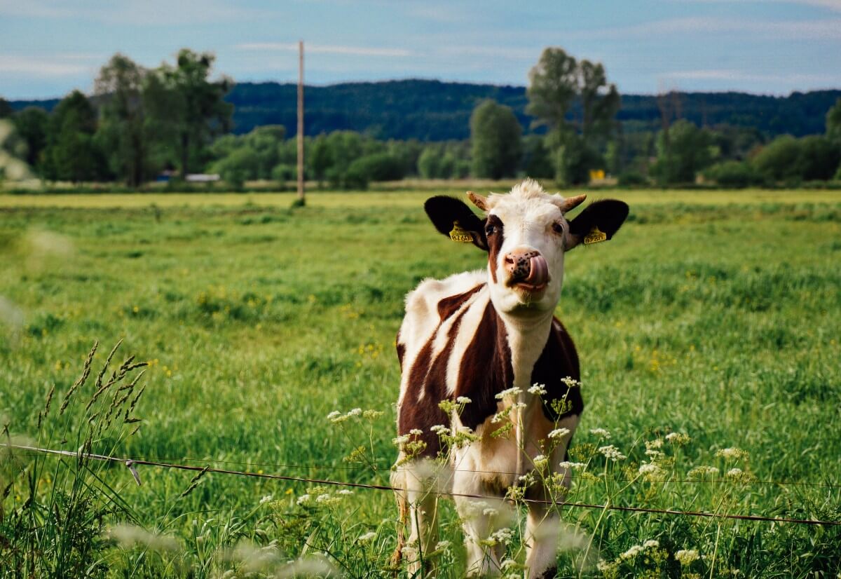 cow farm meadow agriculture animal cattle nature farming jpgd