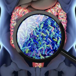 gut biome