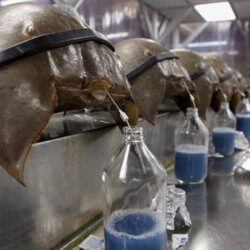 horseshoecrab jpg x q crop smart