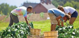 organic farming reduces fertilizer