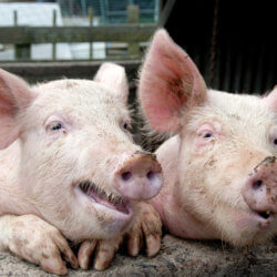 pig poo happy pigs