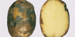 potato b