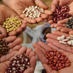 seeds