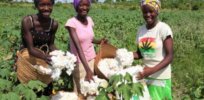 women picking cotton