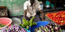 india eggplant market