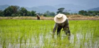 thailands rice farmers