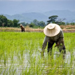 thailands rice farmers