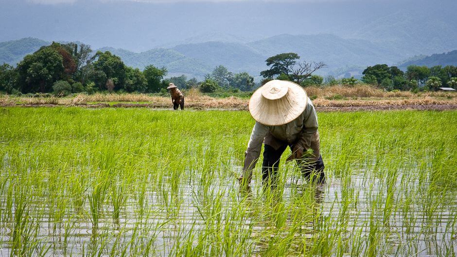6-17-2018 thailands-rice-farmers