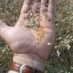 Camelina Oct Sc