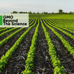 German Soybean Farm x branded