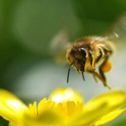 bee