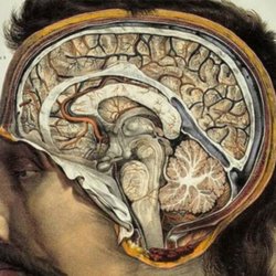 brains png