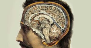 brains png