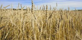 canadian wheat