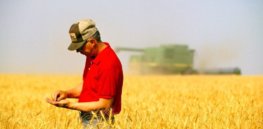 farmer wheat field thinkstock