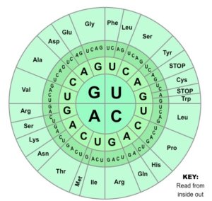 genetic code wheel med