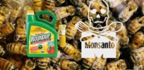 honey bees fungicides