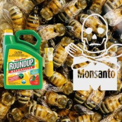 honey bees fungicides