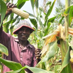 maize