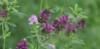 medicago sativa alfalfa lucerne in bloom medium shot alfalfa is the most cultivated forage legume in the world and has been used as an herbal medicine since ancient times v mjad F