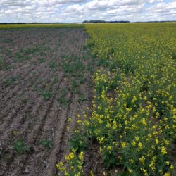 neonics canola