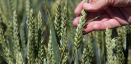 o OREGON GMO WHEAT facebook