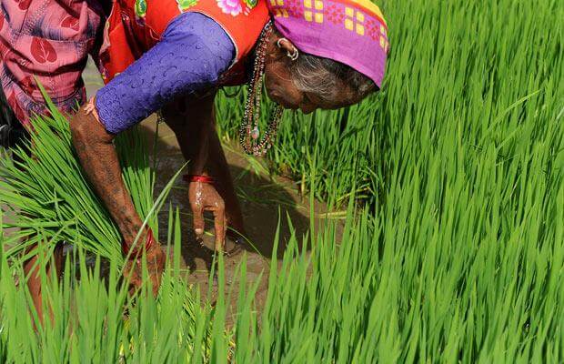 rice i