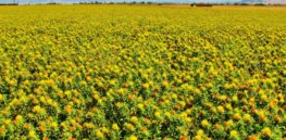 safflower field