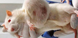 seralini rat study retracted