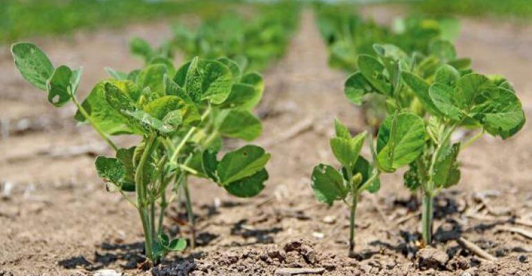 soybean yield 3823