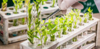 university lab exploring new methods plant breeding closeup