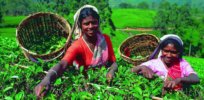 Sri Lankan government lifts glyphosate ban to aid tea growers 'plagued' by weeds, slumping production