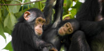 animals hero chimpanzee