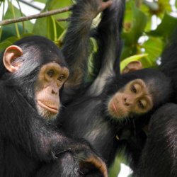 animals hero chimpanzee