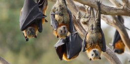 bats cv x jpg