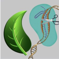 GeneEditcrispr x